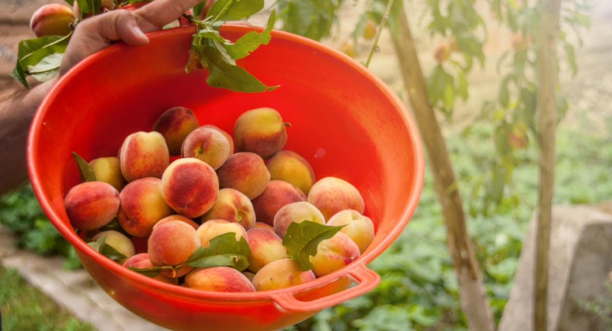 How To Tell If A Peach Is Ripe